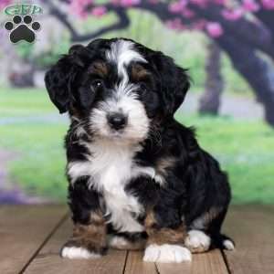 jazzy, Mini Bernedoodle Puppy